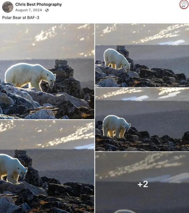 加拿大男子无视警告靠近北极熊只为拍照最终被2头熊围攻致死(图6)