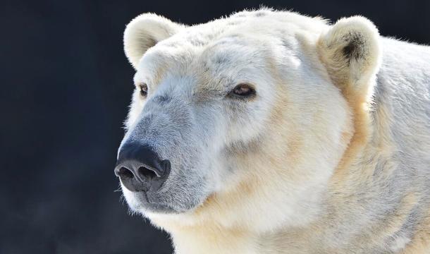 加拿大男子无视警告靠近北极熊只为拍照最终被2头熊围攻致死(图3)