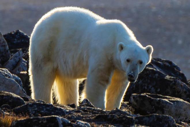 加拿大男子无视警告靠近北极熊只为拍照最终被2头熊围攻致死(图2)