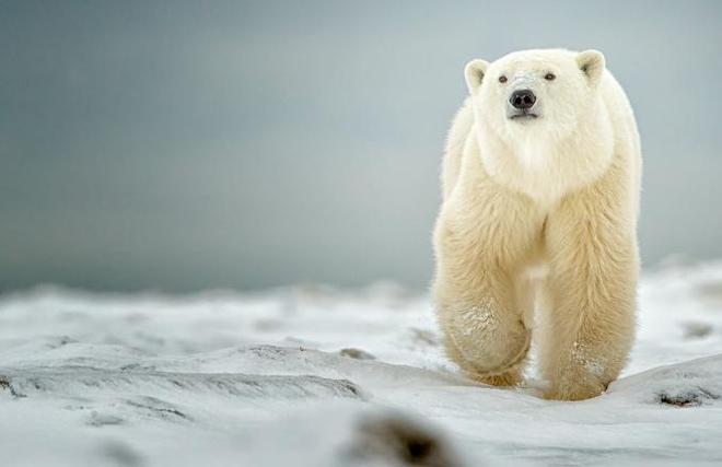 加拿大男子无视警告靠近北极熊只为拍照最终被2头熊围攻致死(图12)