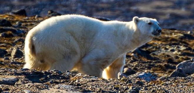 加拿大男子无视警告靠近北极熊只为拍照最终被2头熊围攻致死(图10)