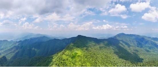 四川山鹧鸪获准人工繁育全国首张许可证颁发！(图2)