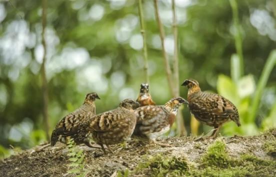 四川山鹧鸪获准人工繁育全国首张许可证颁发！(图1)