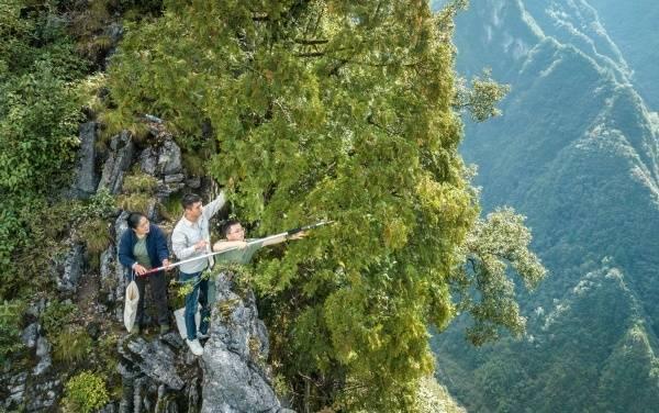 从濒危到重生 “植物界大熊猫”崖柏在渝扎根繁衍野外回归面积超4500亩(图2)