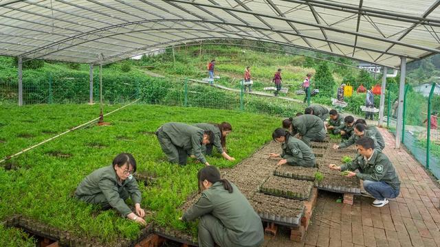 从濒危到重生 “植物界大熊猫”崖柏在渝扎根繁衍野外回归面积超4500亩(图1)
