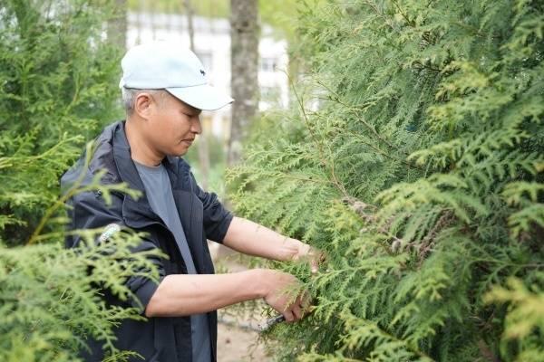从濒危到重生 “植物界大熊猫”崖柏在渝扎根繁衍野外回归面积超4500亩(图3)