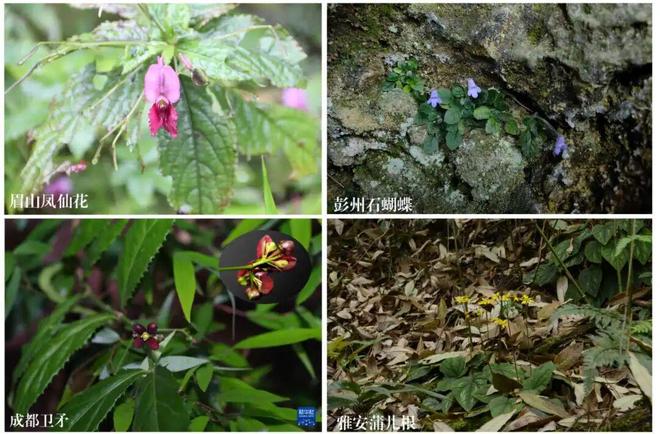 甘孜州“神奇动物”被带进了新闻发布会现场(图2)