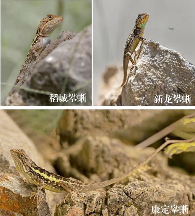 甘孜州“神奇动物”被带进了新闻发布会现场(图3)