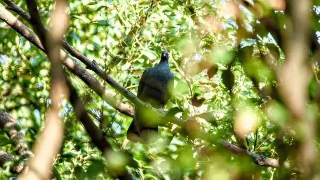 百年罕见！首次在上海被目击有人专门从北京“打飞的”赶来(图2)