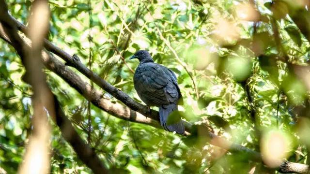 百年罕见！首次在上海被目击有人专门从北京“打飞的”赶来(图1)