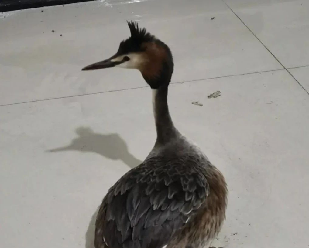 “警” 护萌兽山西公安暖心守护珍稀动物(图4)