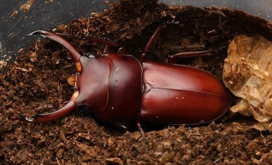 贵阳发现新物种！(图1)