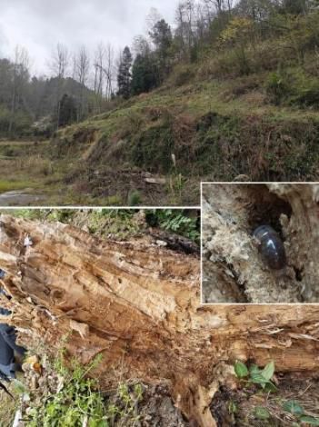 贵阳发现新物种！(图2)