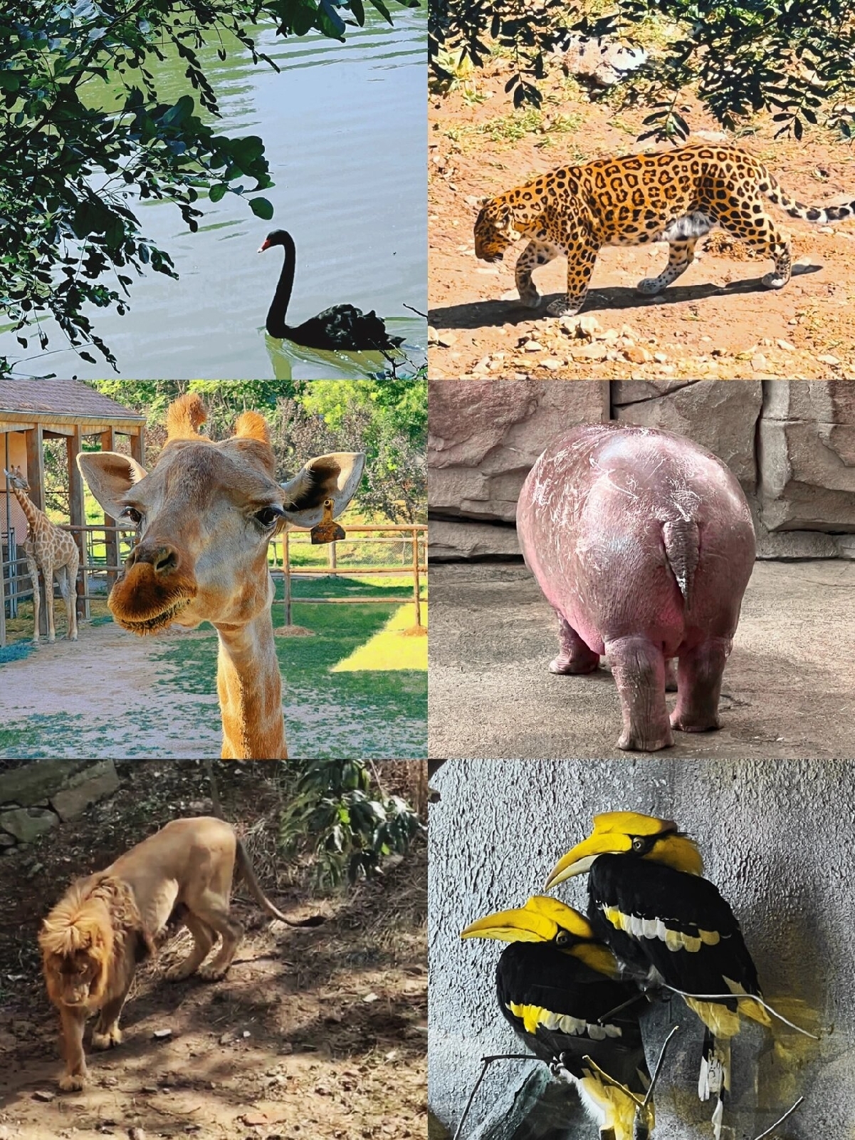 古城藏珍禽 人鸟共家园 柯城野生动物保护绘就生态和谐新图景(图1)