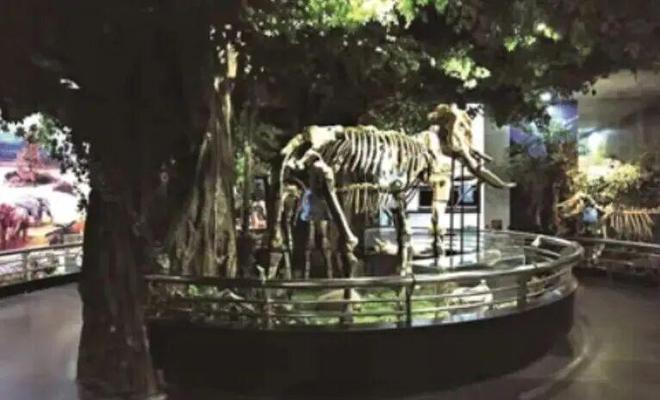 距今1万多年前冰河末期巨兽为何纷纷灭绝？(图2)