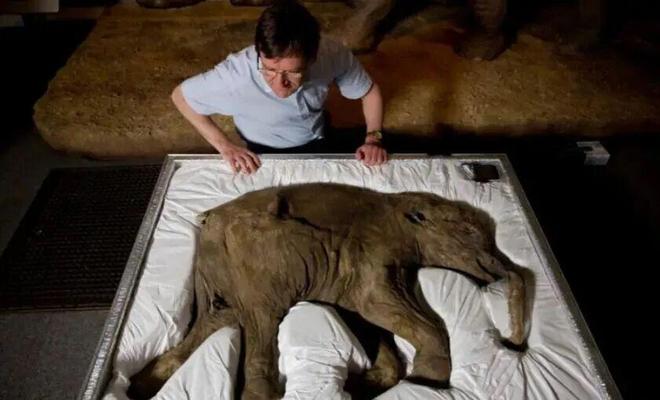 距今1万多年前冰河末期巨兽为何纷纷灭绝？(图4)