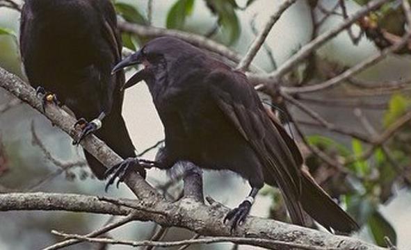 7种已在地球上灭绝的动物 第4种于2016年消失不见(图2)