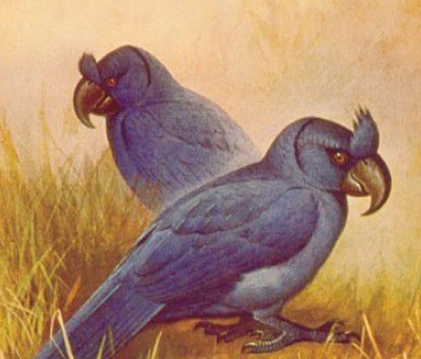 7种已在地球上灭绝的动物 第4种于2016年消失不见(图6)