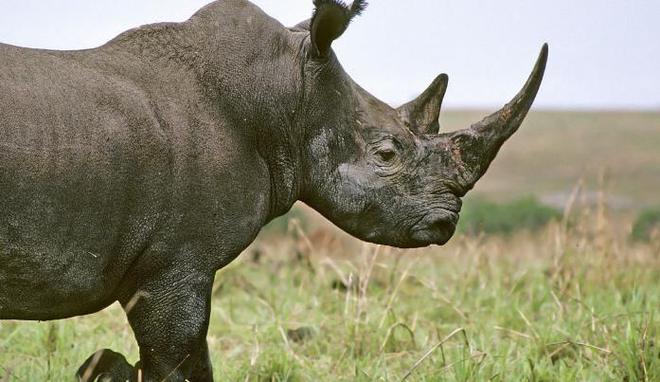 7种已在地球上灭绝的动物 第4种于2016年消失不见(图3)