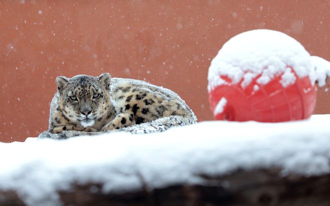 “出逃”的“闹闹”不仅是动物明星更是……(图1)