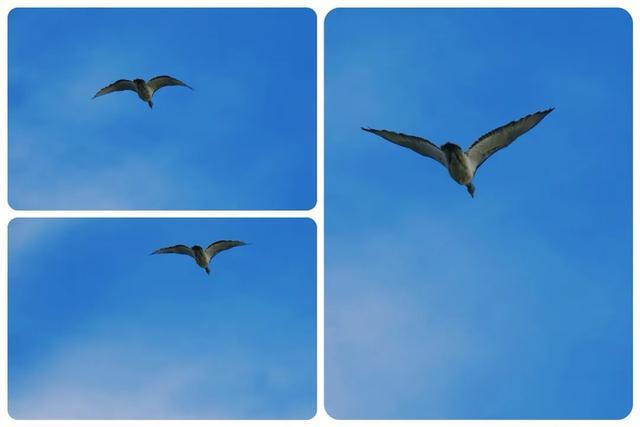 阔别近40年连云港这位老朋友又回来了！(图1)