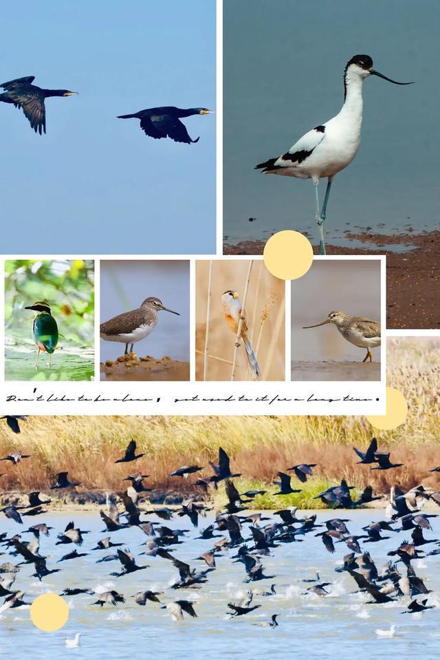 阔别近40年连云港这位老朋友又回来了！(图3)