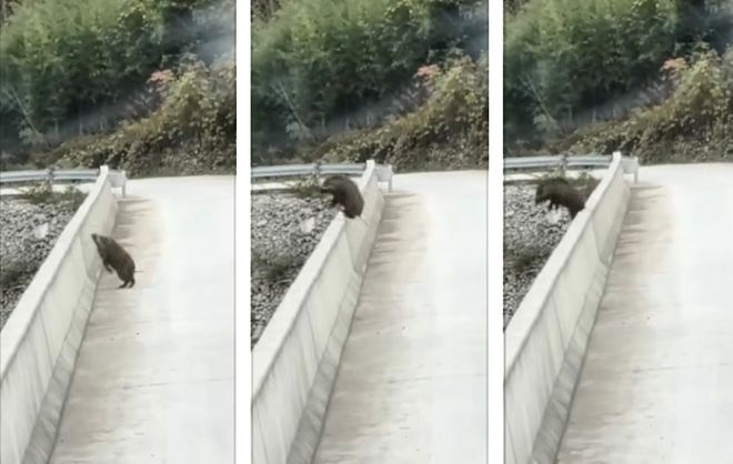 野猪跳桥后当场摔死 目击者：野猪受惊吓跳下20多米高桥尸体已深埋(图1)