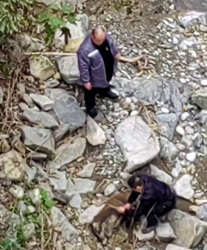 野猪跳桥后当场摔死 目击者：野猪受惊吓跳下20多米高桥尸体已深埋(图2)