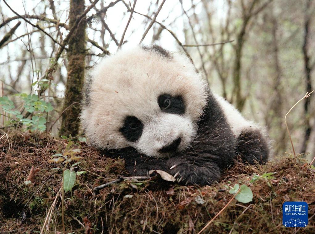 新华社出图丨这次我们来看大熊猫！(图1)