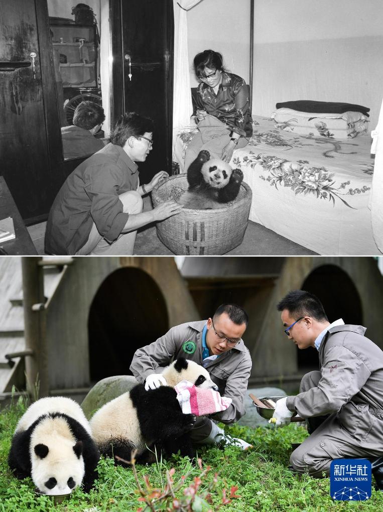 新华社出图丨这次我们来看大熊猫！(图6)