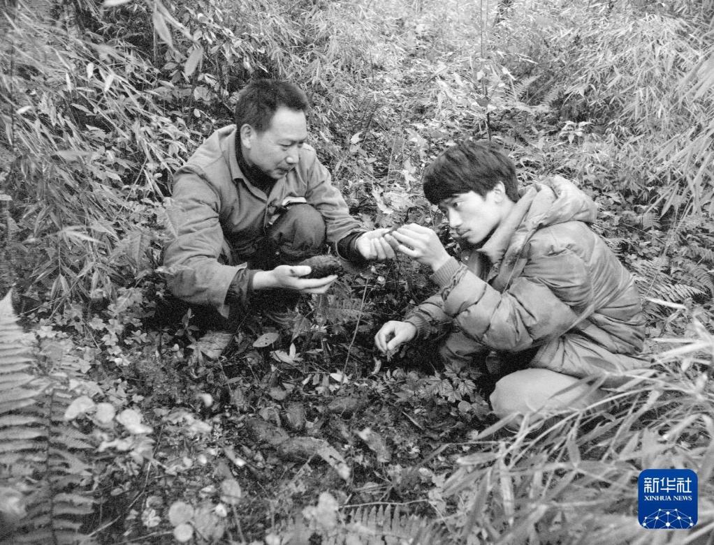 新华社出图丨这次我们来看大熊猫！(图2)