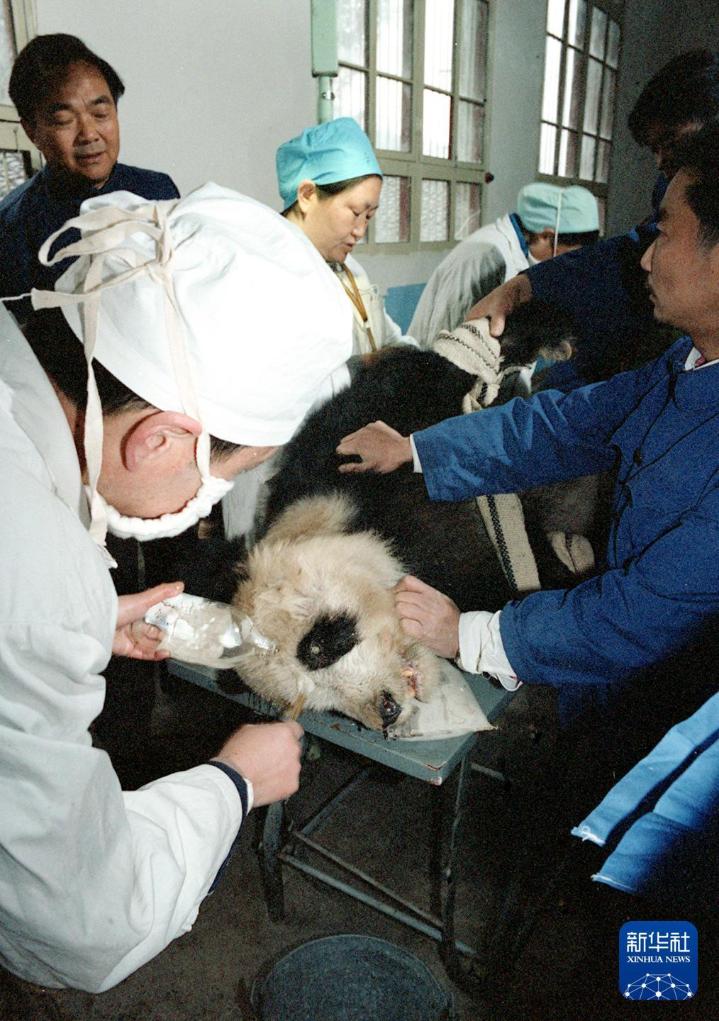 新华社出图丨这次我们来看大熊猫！(图4)