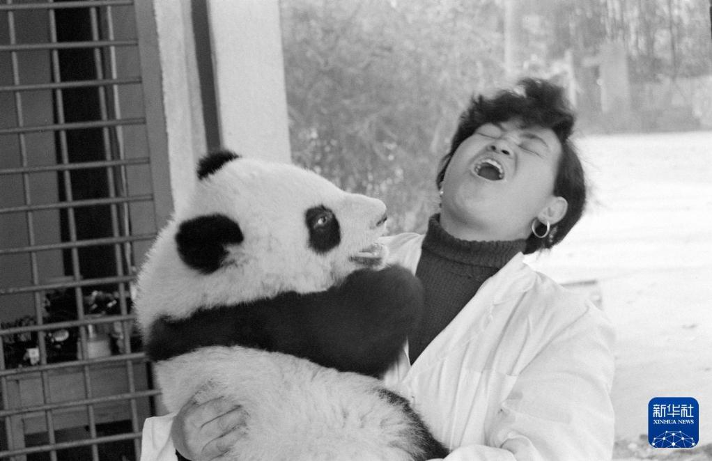 新华社出图丨这次我们来看大熊猫！(图5)