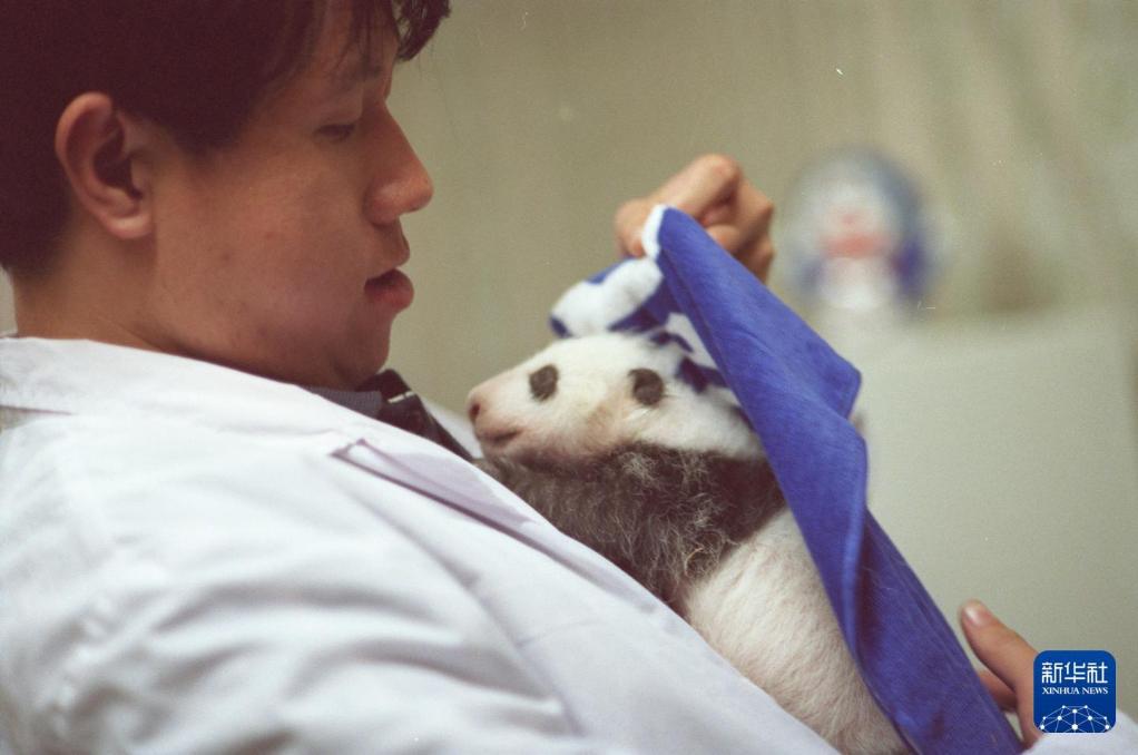 新华社出图丨这次我们来看大熊猫！(图7)