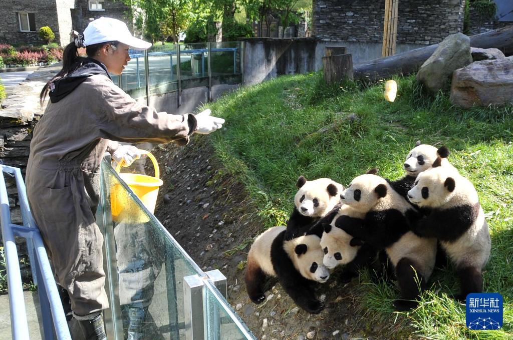 新华社出图丨这次我们来看大熊猫！(图8)
