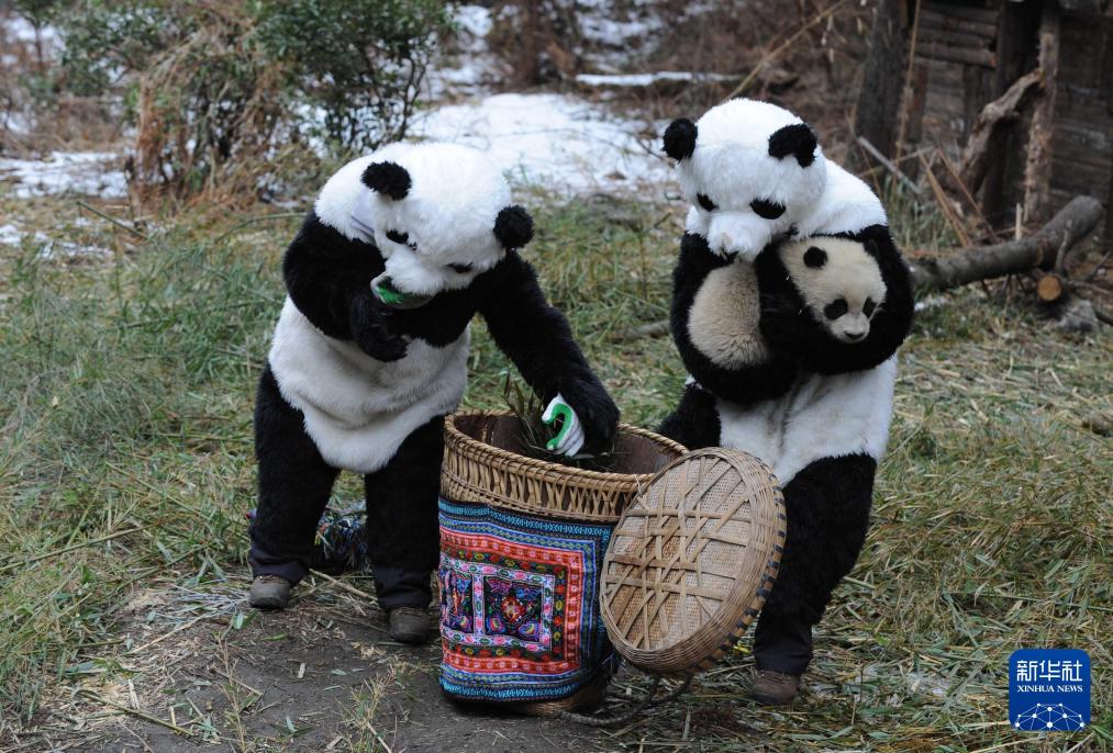 新华社出图丨这次我们来看大熊猫！(图9)