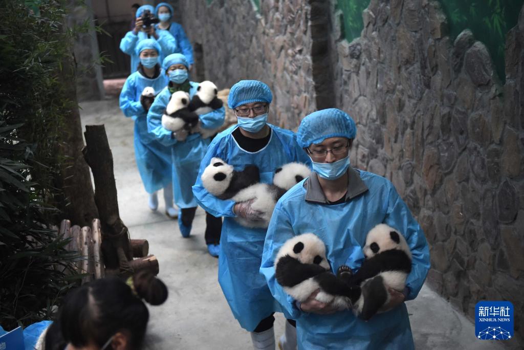 新华社出图丨这次我们来看大熊猫！(图10)