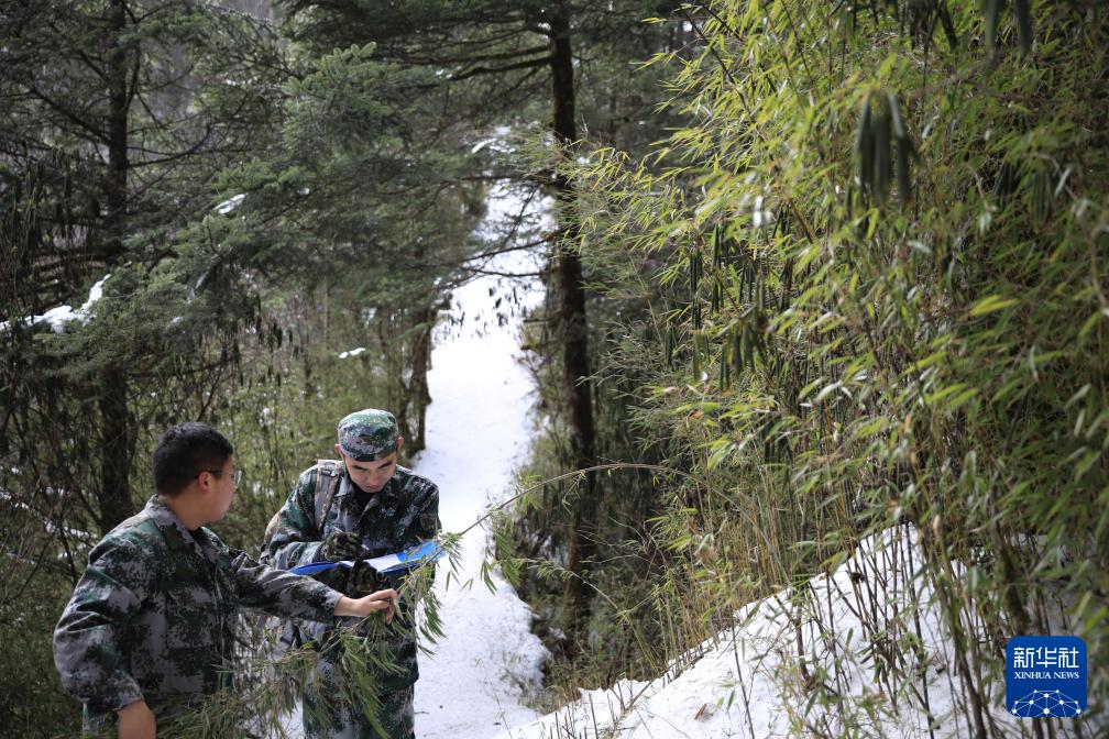新华社出图丨这次我们来看大熊猫！(图11)