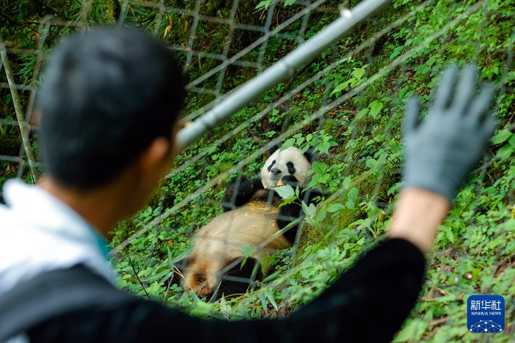 新华社出图丨这次我们来看大熊猫！(图12)