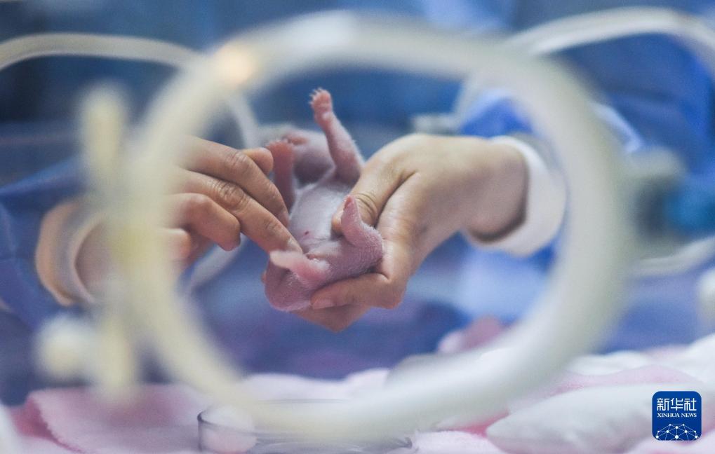 新华社出图丨这次我们来看大熊猫！(图14)