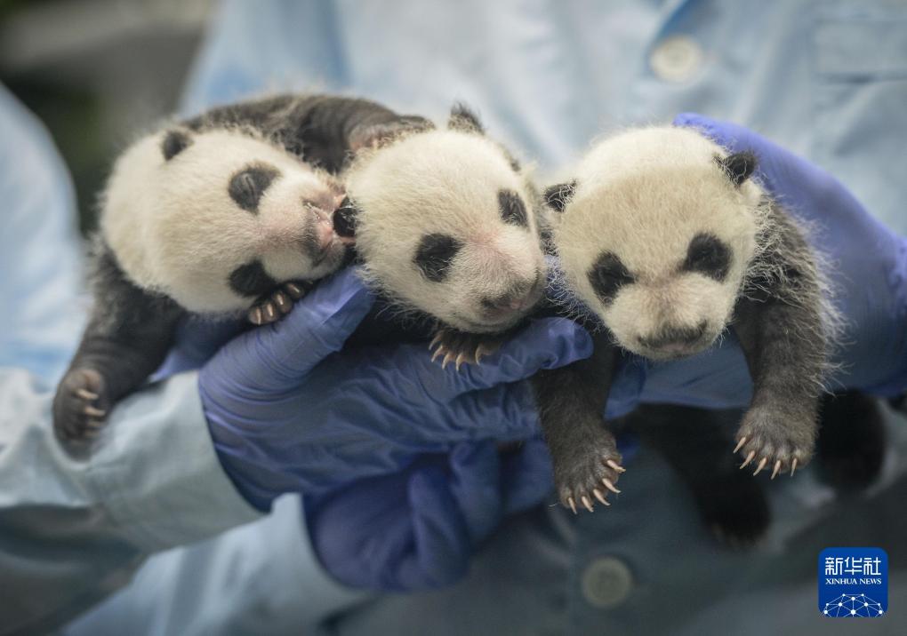 新华社出图丨这次我们来看大熊猫！(图15)