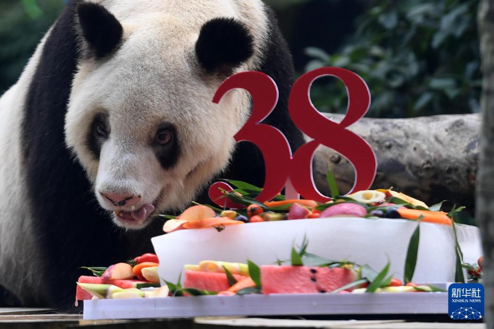 新华社出图丨这次我们来看大熊猫！(图16)