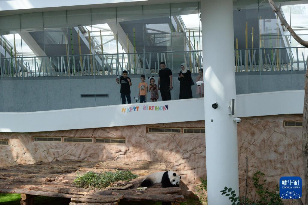 新华社出图丨这次我们来看大熊猫！(图18)