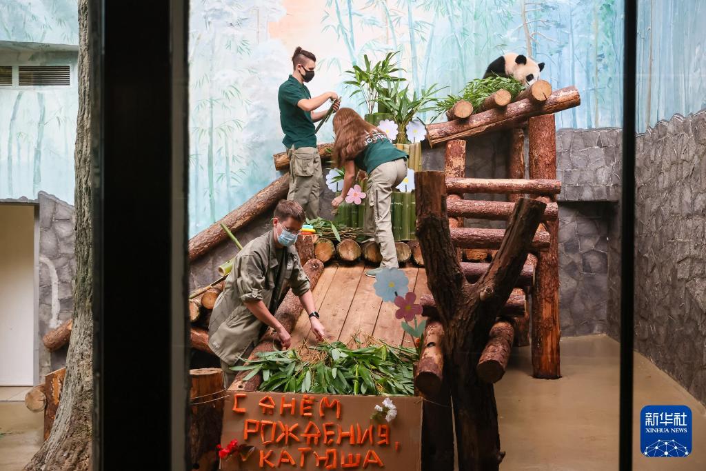 新华社出图丨这次我们来看大熊猫！(图20)