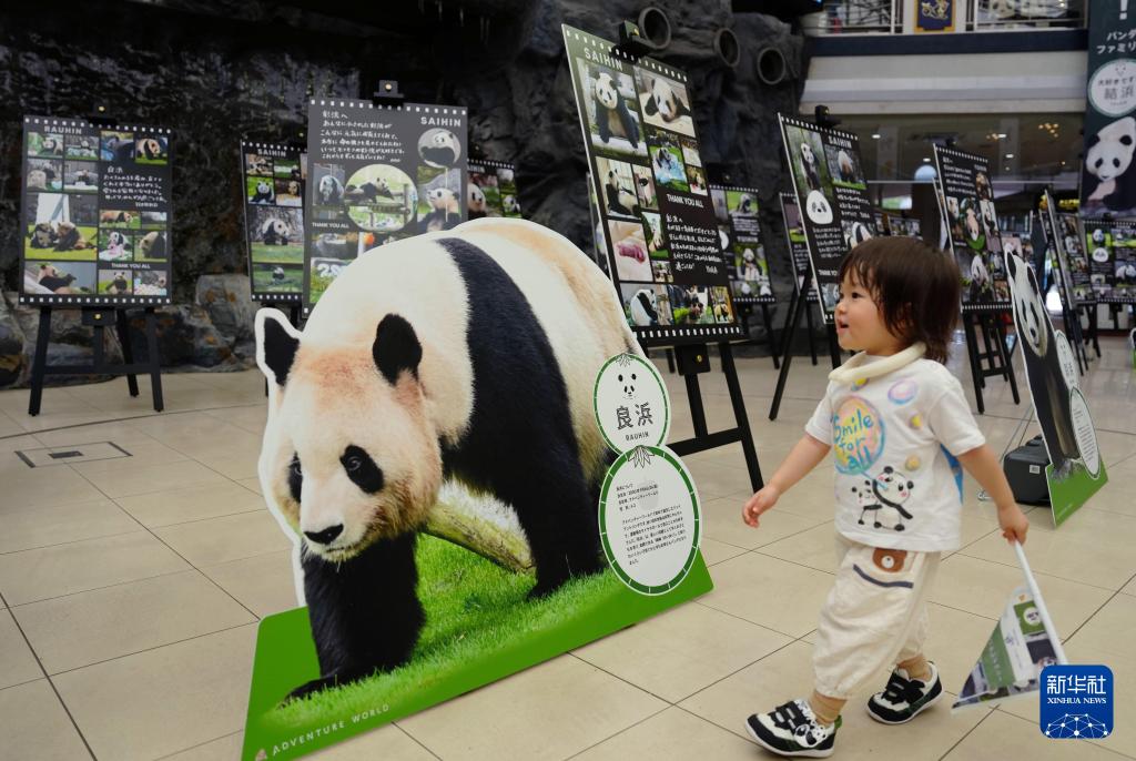 新华社出图丨这次我们来看大熊猫！(图21)