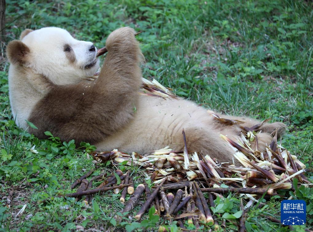 新华社出图丨这次我们来看大熊猫！(图26)