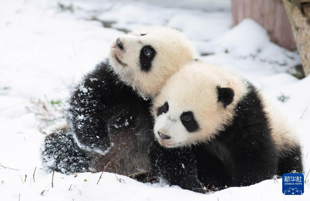 新华社出图丨这次我们来看大熊猫！(图27)