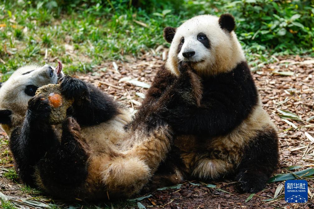 新华社出图丨这次我们来看大熊猫！(图29)