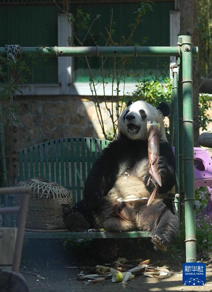 新华社出图丨这次我们来看大熊猫！(图30)
