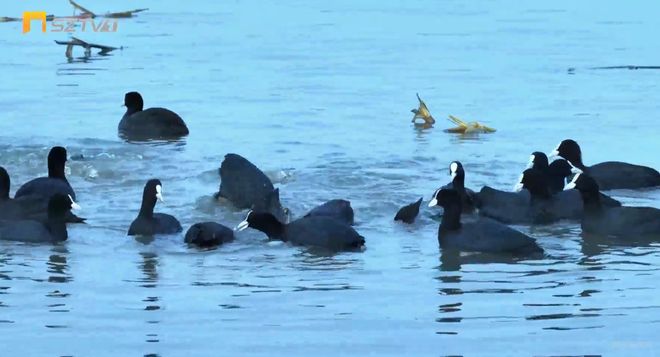桑干河朔州段迎来首批南迁大天鹅！(图2)